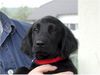 Flat Coated Retriever Hund