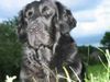 Flat Coated Retriever Hund