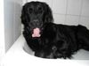 Flat Coated Retriever Hund