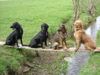 Flat Coated Retriever Hund