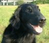 Flat Coated Retriever Hund