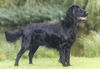 Flat Coated Retriever Hund