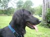 Flat Coated Retriever Hund