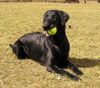 Flat Coated Retriever Hund