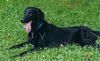 Flat Coated Retriever Hund