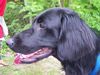 Flat Coated Retriever Hund