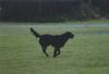 Flat Coated Retriever Hund