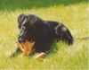 Flat Coated Retriever Hund