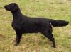 Flat Coated Retriever Hund