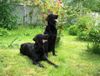 Flat Coated Retriever Hund