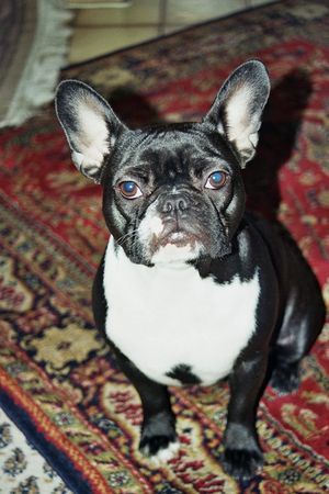 Französische Bulldogge Emmeli aus Köln