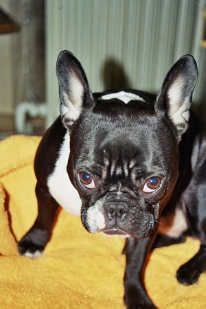 Französische Bulldogge hab mich lieb