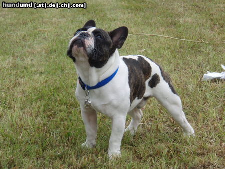 Französische Bulldogge Fortunato