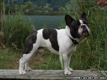 Französische Bulldogge Fortunato am See