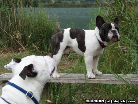 Französische Bulldogge Unser Deckrüde Fortunato mit seiner Freundin Bonita