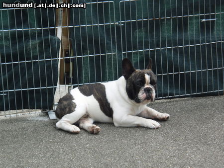 Französische Bulldogge Ist das heiss in der Garageneinfahrt