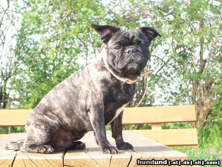 Französische Bulldogge Mein Bullmopsmädchen Churley