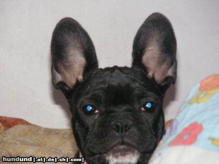 Französische Bulldogge Sie ist soooooo sweet ;o)