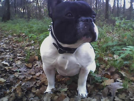 Französische Bulldogge power pur