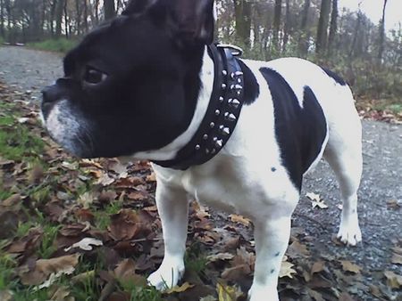 Französische Bulldogge HRA