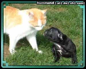 Französische Bulldogge frenchbulldog puppie+cat