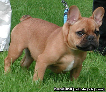 Französische Bulldogge Bärchen  von Westerbroek