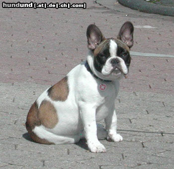 Französische Bulldogge Baddy von Westerbroek