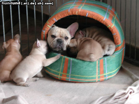 Französische Bulldogge Bella mit Welpen