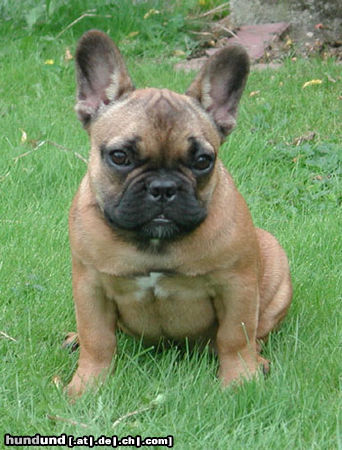 Französische Bulldogge Bo von Westerbroek