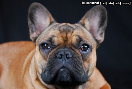 Französische Bulldogge Bo von Westerbroek