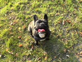 Französische Bulldogge GINA