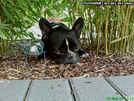 Französische Bulldogge schöne Augen machen?