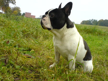 Französische Bulldogge ...das ist mein Tyson...