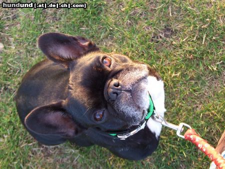 Französische Bulldogge Josie