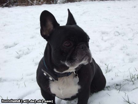 Französische Bulldogge Josie