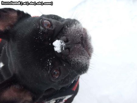 Französische Bulldogge Josie