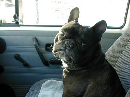 Französische Bulldogge moses ist ein begnadeter autofahrer