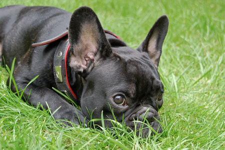 Französische Bulldogge Phoebe