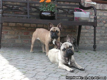 Französische Bulldogge Biene und Finn