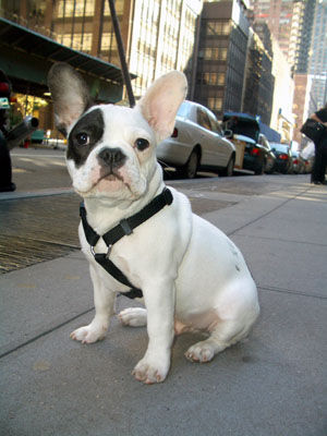 Französische Bulldogge BITTE NUR BULLYFOTOS!!!!!