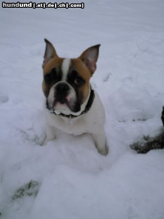 Französische Bulldogge Das ist Spike mit 8 Monaten 