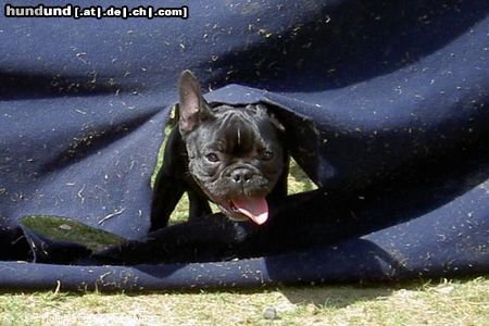 Französische Bulldogge hi  ich bins hulk