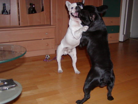 Französische Bulldogge mama & papa vom a wurf