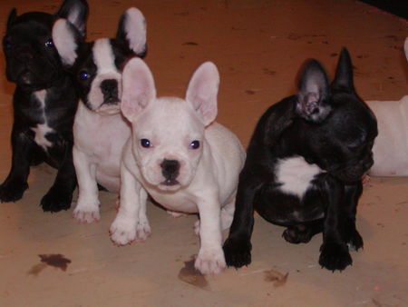 Französische Bulldogge a wurf