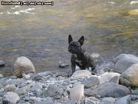 Französische Bulldogge