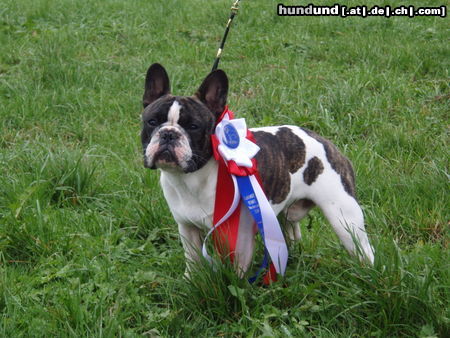 Französische Bulldogge