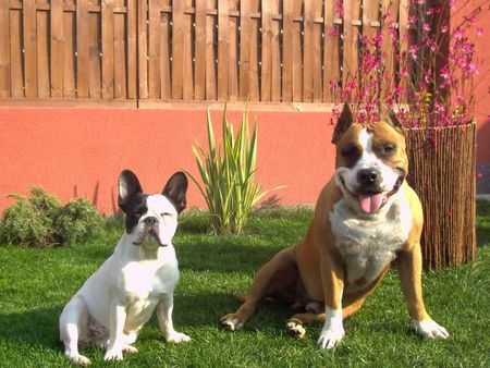 Französische Bulldogge Bonni & Mexx