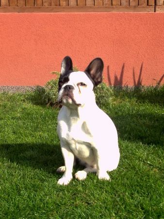 Französische Bulldogge Bonni