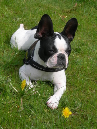 Französische Bulldogge paula in reken