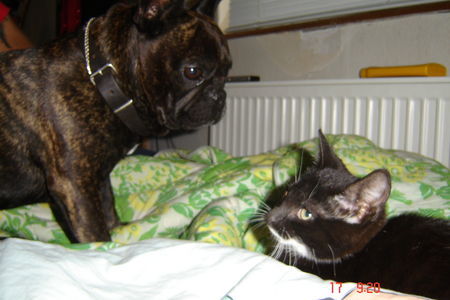 Französische Bulldogge Balu mit Kampfkatze